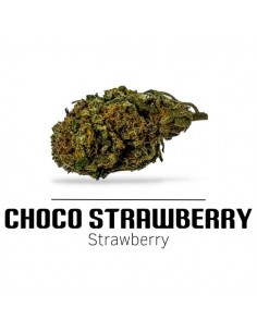 Comprar Flor Choco Strawberry CBD de Ekisele